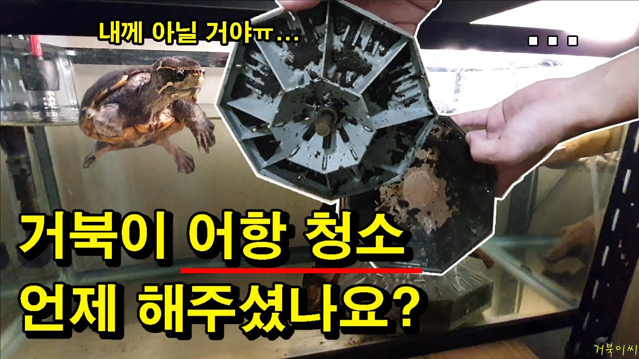 [#거북이씨​]  거북이 어항 청소 언제 해주셨나요!?