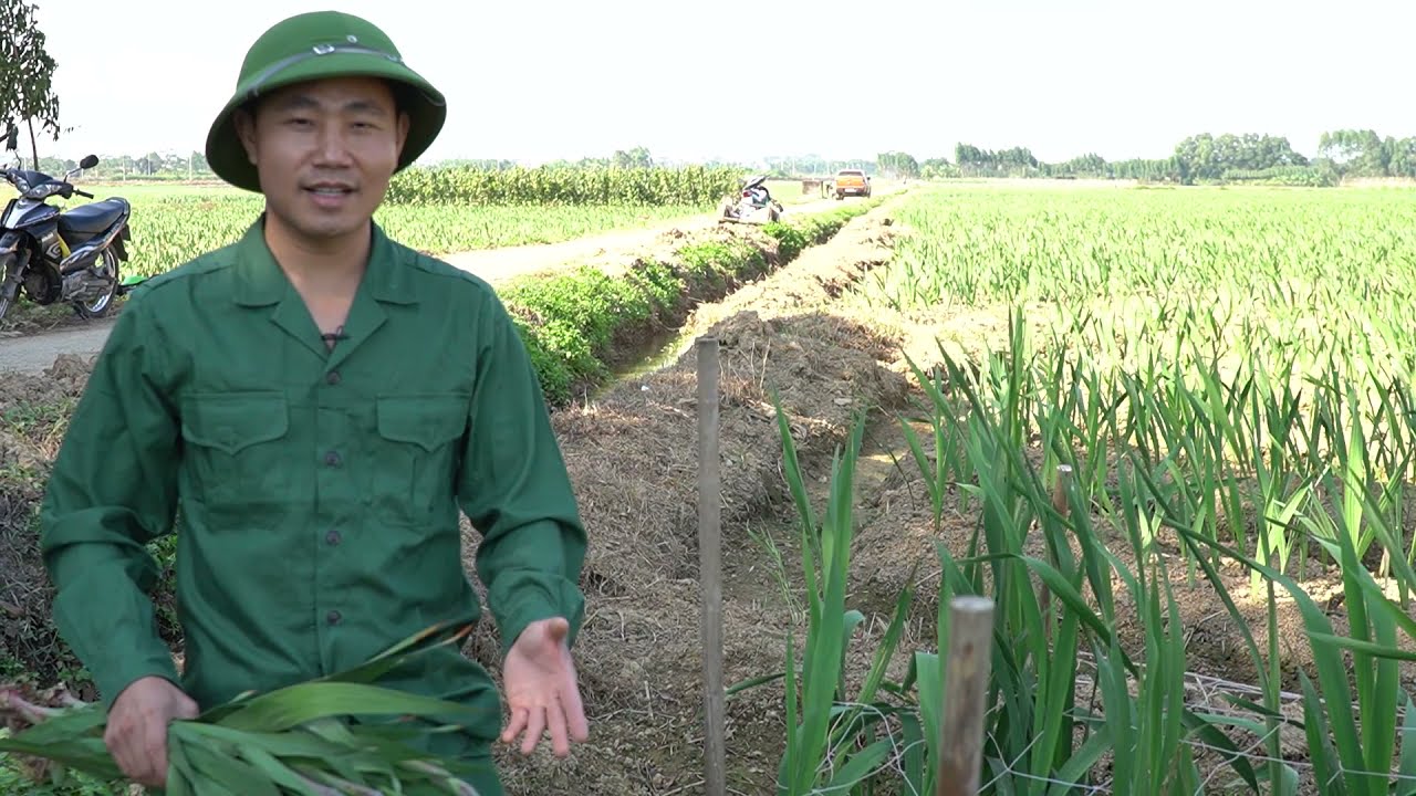 Kỹ thuật trồng và chăm sóc hoa lay ơn chuẩn quy trình | Sỹ nguyễn official #hoalayon #phanbonnovar