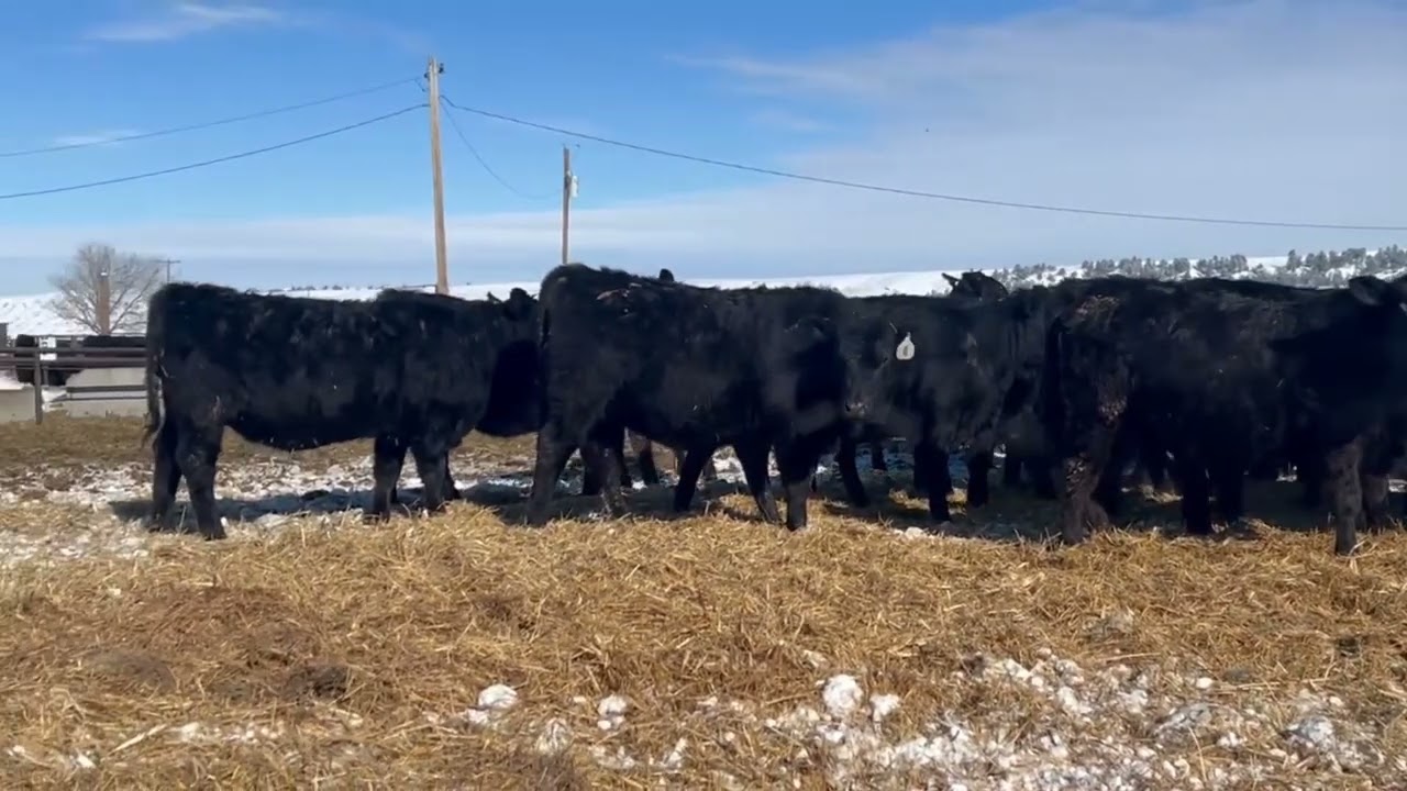Stevenson Angus Lot P