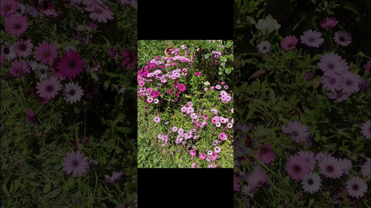 GATTI GATTINI & COMPANY -  BELLE CREATURE E FIORI 