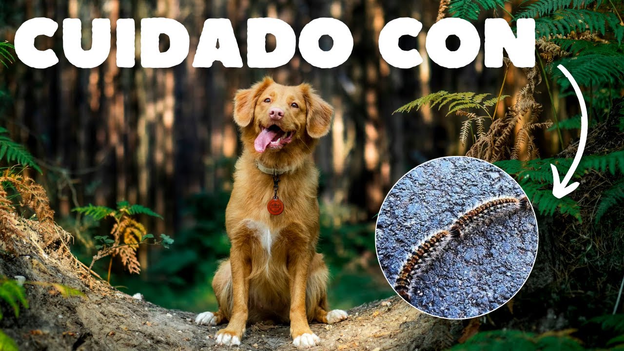 ⚠️ ¡PELIGRO MORTAL! El gusano del pino puede matar a tu perro 🐶😱