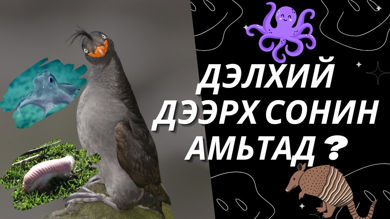 Дэлхий Дээрх СОНИН Амьтад ?