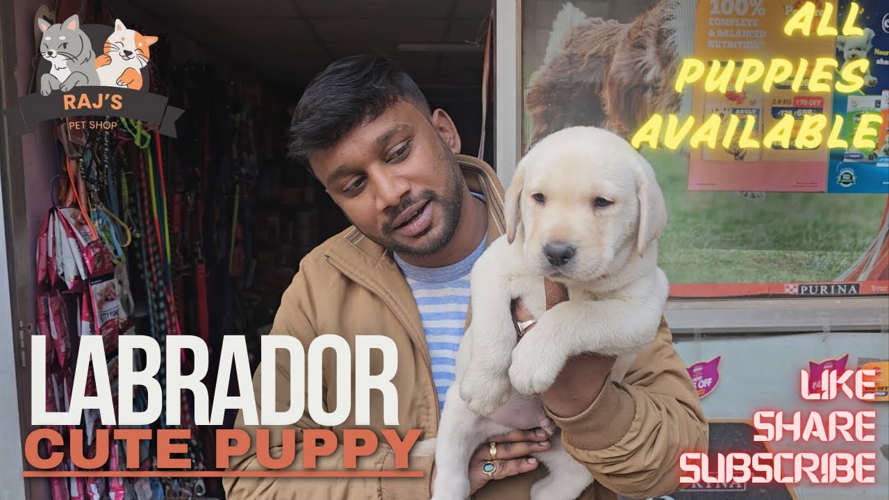 Adorable Labrador Puppy at Raj's pet Shop 🐾 | All Puppies Available!