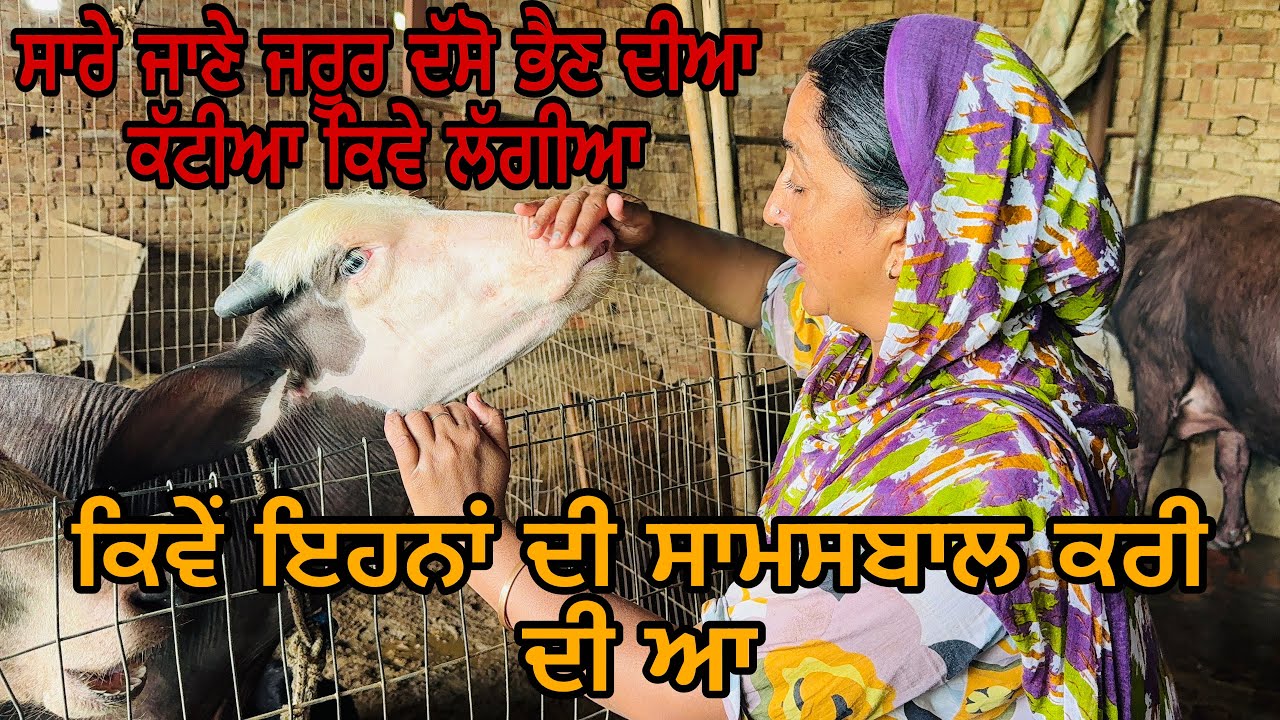 ਸਾਰੇ ਜਾਣੇ ਜਰੂਰ ਦੱਸੋ ਭੈਣ ਦੀਆ ਕੱਟੀਆ ਕਿਵੇ ਲੱਗੀਆ | Dhaliwal Gurleen |