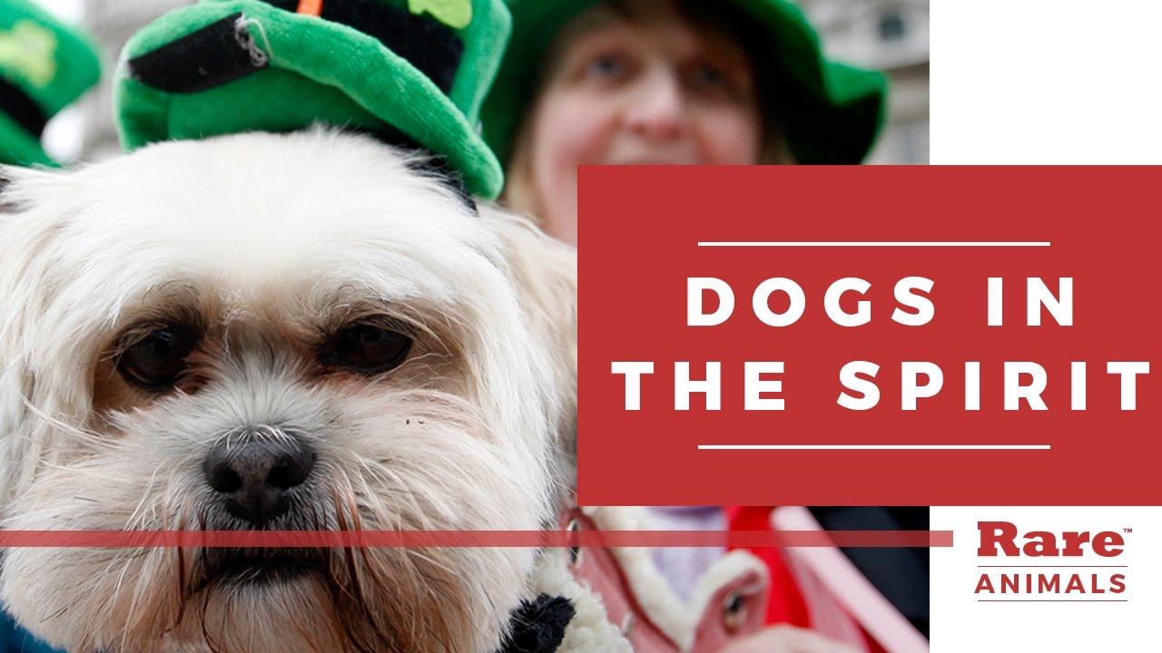 Dogs in the spirit for St. Patrick's Day | Rare Animals