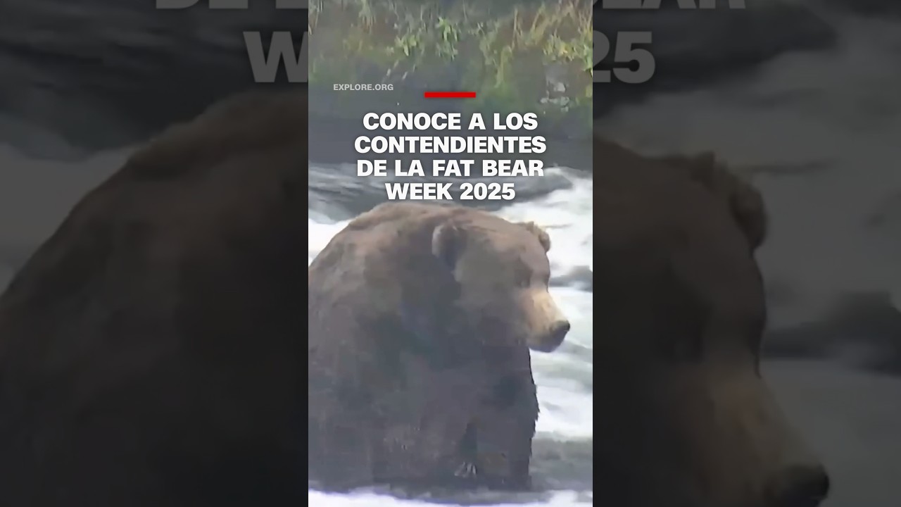Conoce a los contendientes de la Fat Bear Week 2025