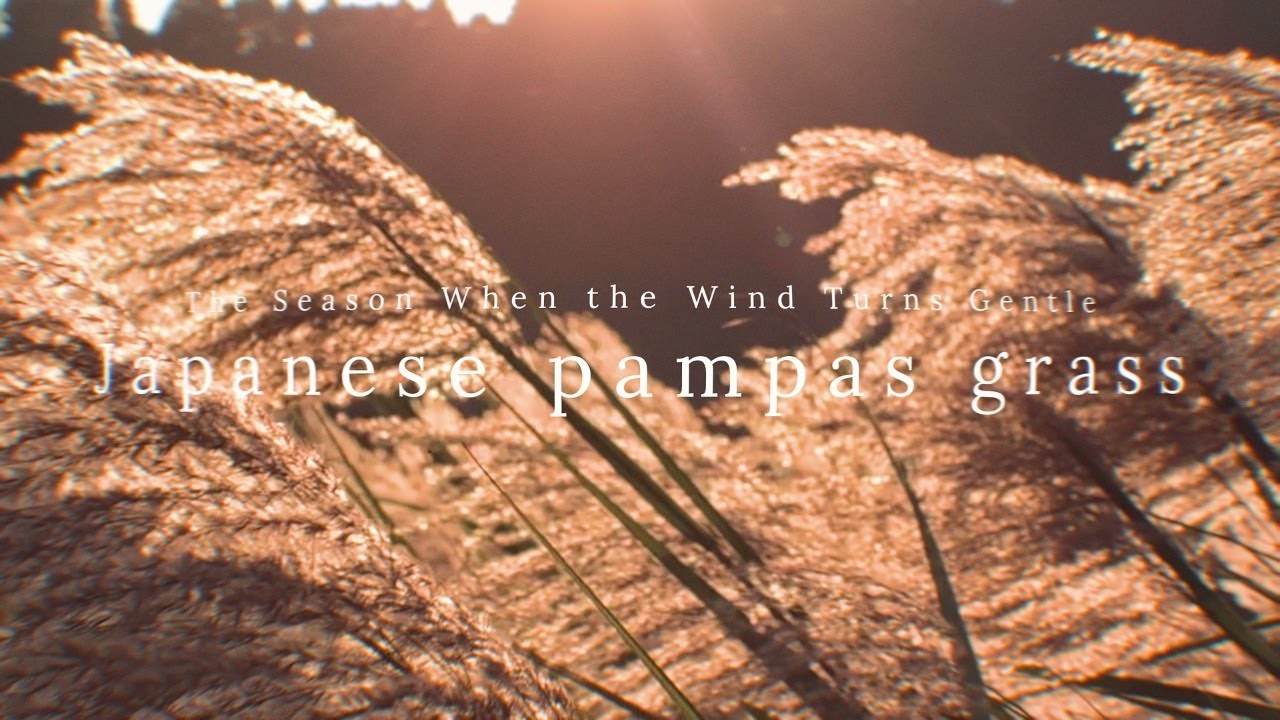 Japanese pampas grass | Cinematic Vlog  -When Memories Melt Away with Time-