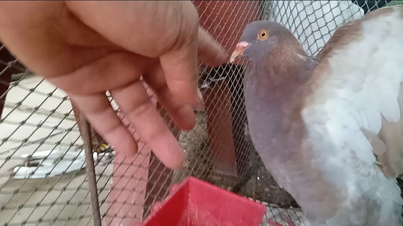 This creature is innocent  如何喂养雏鸟 很多鸡  Part​
