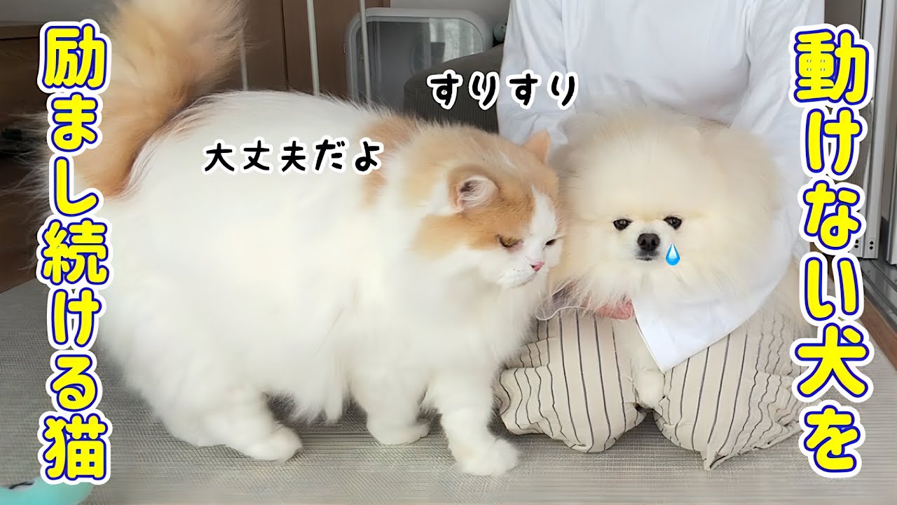 動けなくなった犬の側で毎日必死に励まし続ける猫に涙しました