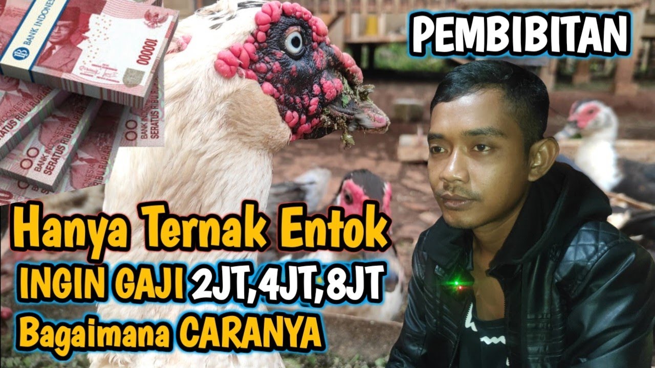 50 BETINA GAJI 4JUTA HANYA TERNAK ENTOK, HITUNGAN KASAR USAHA TERNAK ENTOK SISTEM PEMBIBITAN #ENTOK