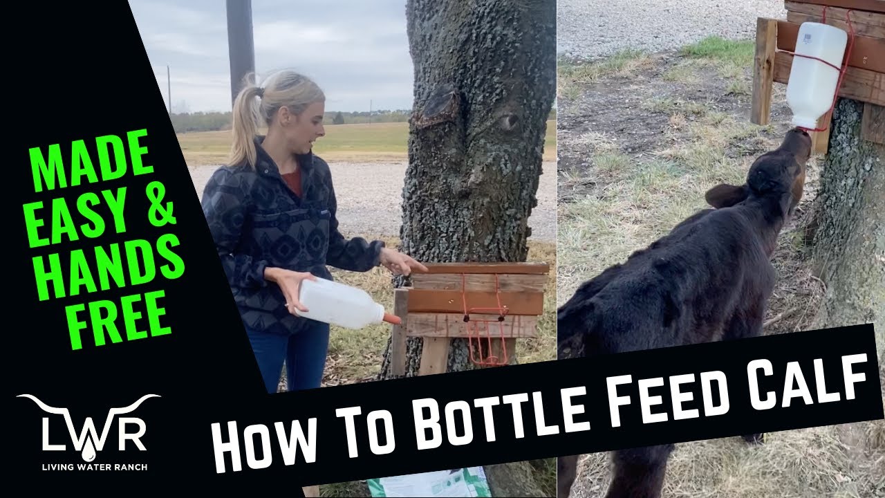 How to Easily Bottle Feed a Calf
