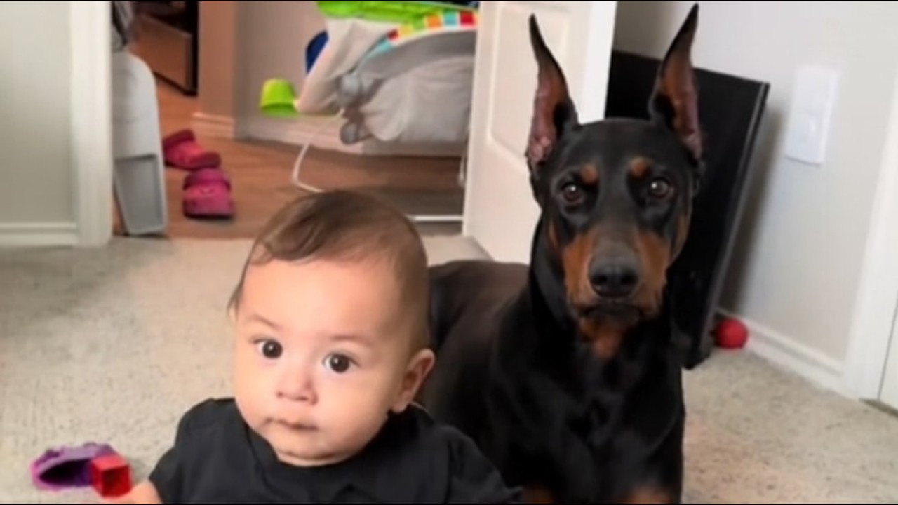 Niemand wollte diesen 41 Kilo Dobermann – 5x zurück, bis EIN Baby alles veränderte