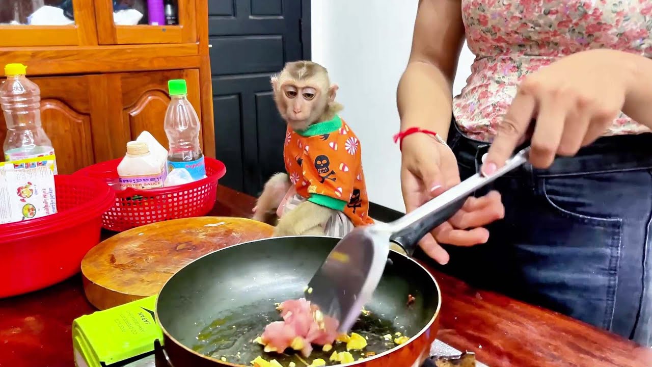 Monkey enjoying peaceful life inside a loving human home 🏡🐒 #MonkeyLife #HappyMonkey