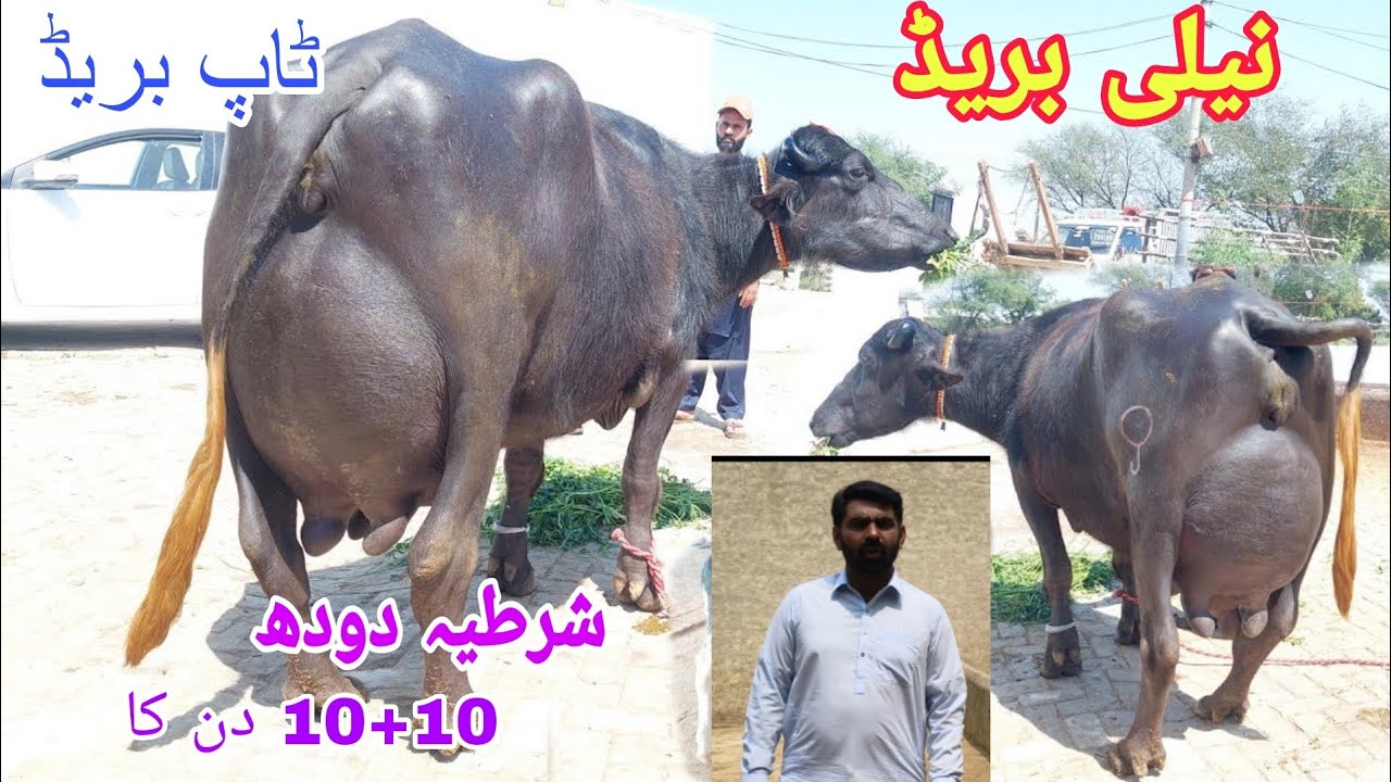 احسان علی بلوچ407گ ب 3ٹاپ کلاس بھینسیں برائے فروخت07مئی Pure Neli , Nili Ravi Buffalo   Eitfaaq Tv