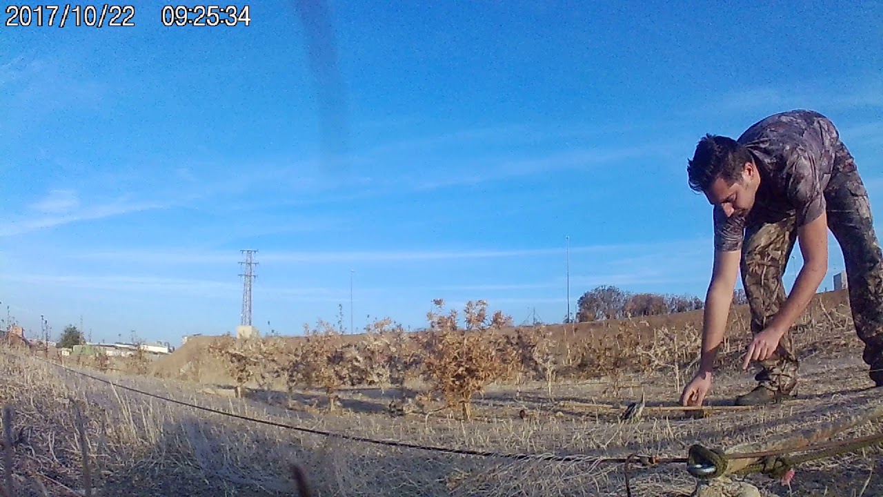 Silvestrismo. Captura otoñal de pardillos 22-10-17. 5