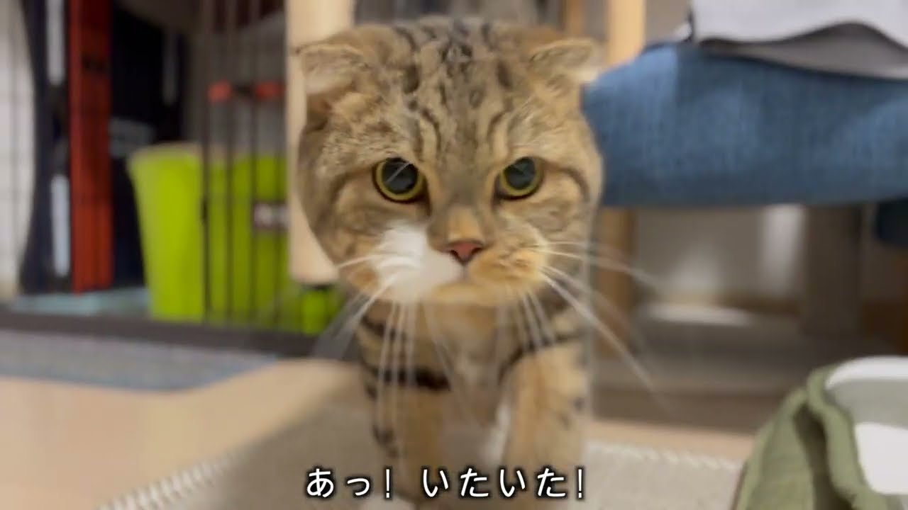 一晩お留守番した猫はこんな感じ