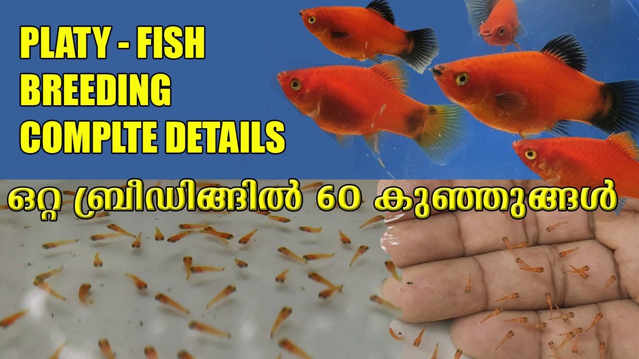 How to breeding 