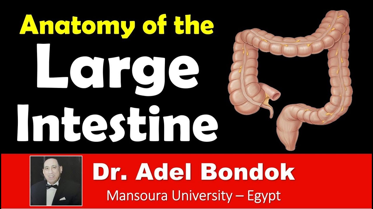 Anatomy of the Large Intestine, Dr Adel Bondok