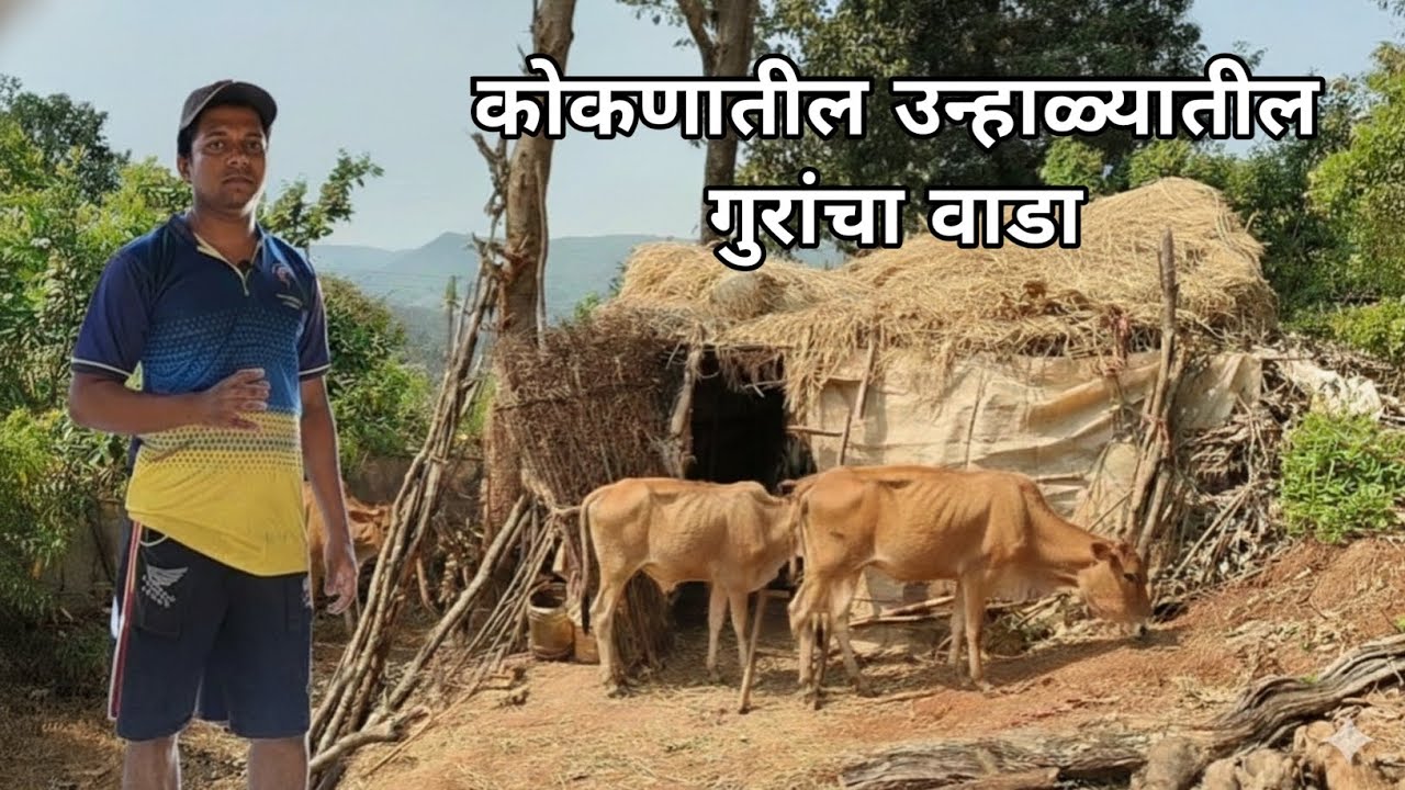 कोकणातील गुरांचे वाडे.. #ytviralvideo