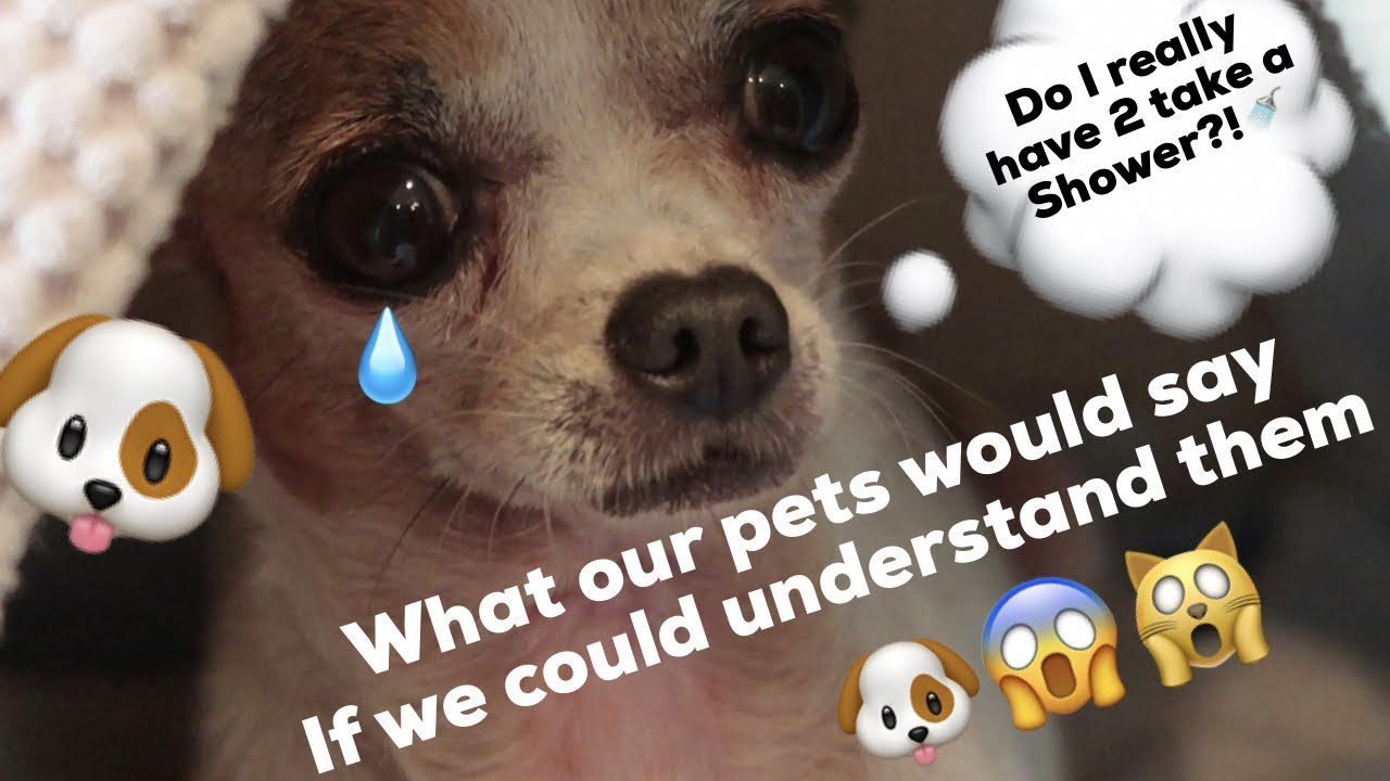 If we could understand our pets this is what they would say 🐶😱🙀