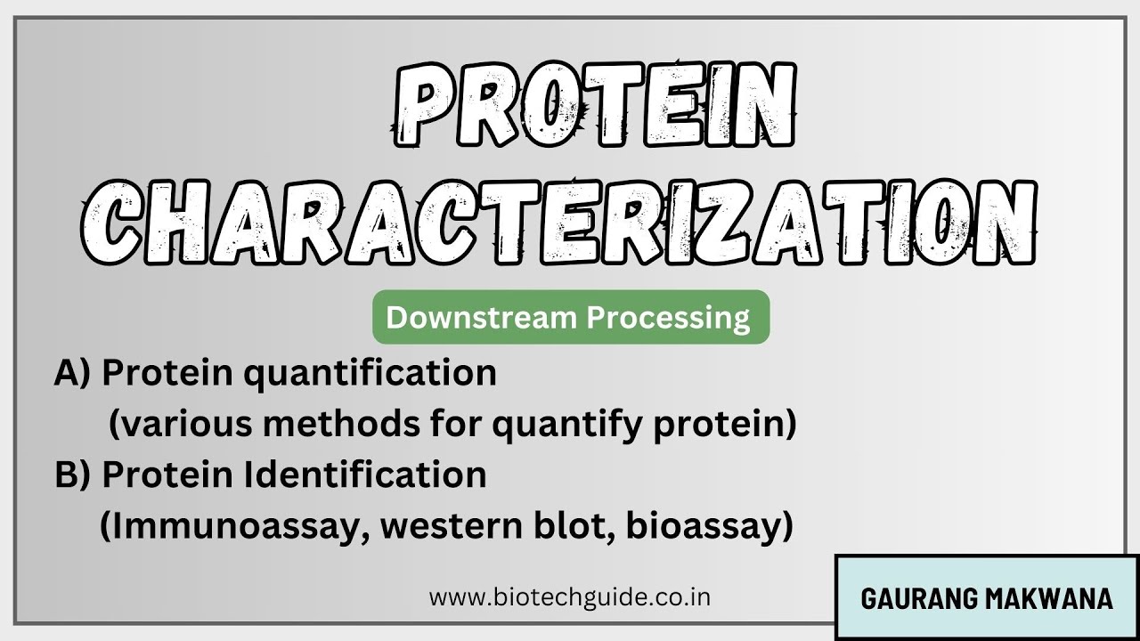 🧪 Protein Characterization: Quantification & Identification | ELISA, Western Blot, Bioassay & More!