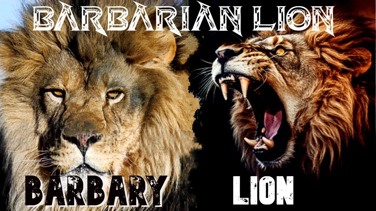 THE BARBARIAN LION 🦁 Barbary Lion extinct or not ?? 🎵Conan the Barbarian Anvil of Crom