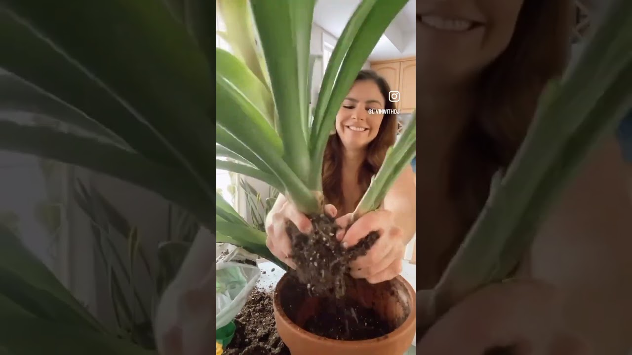 Separating my Bromeliad Guzmania #plantlady #plantpropagation