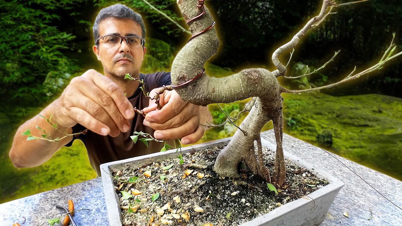 Manutenção em Bonsai de Ficus microcarpa- Bonsai sem cortes!