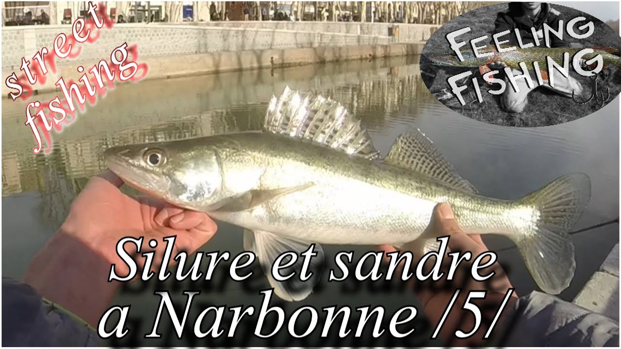 Peche du silure et du sandre en streetfishing a Narbonne partie 5 - Gopro HD