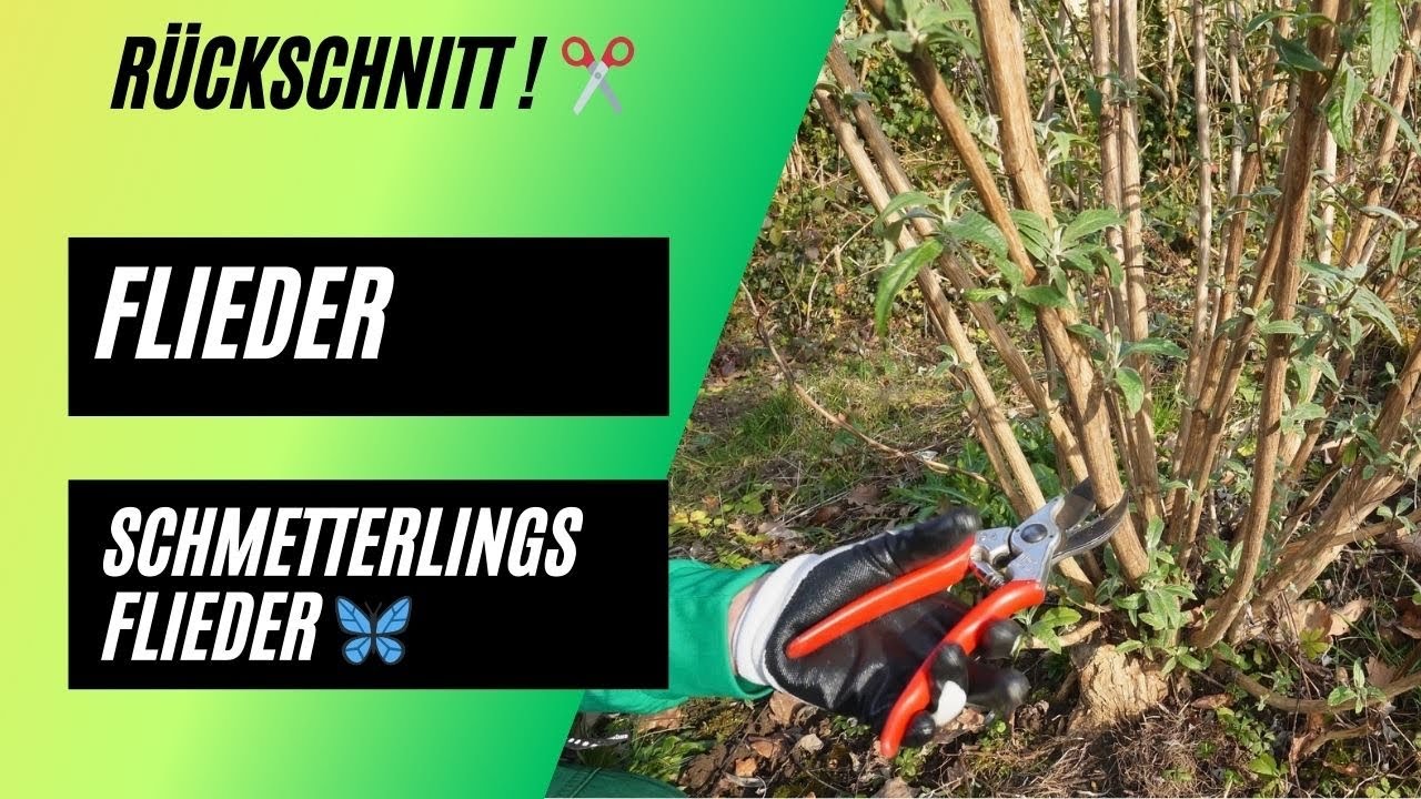 Jetzt ist der richtige Zeitpunkt ! Schmetterlingsflieder und Flieder richtig schneiden