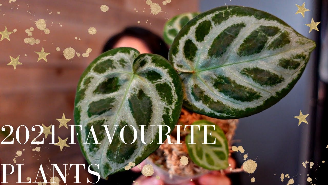 TOP FAVOURITE PLANTS 2021: 2 From Each Group!