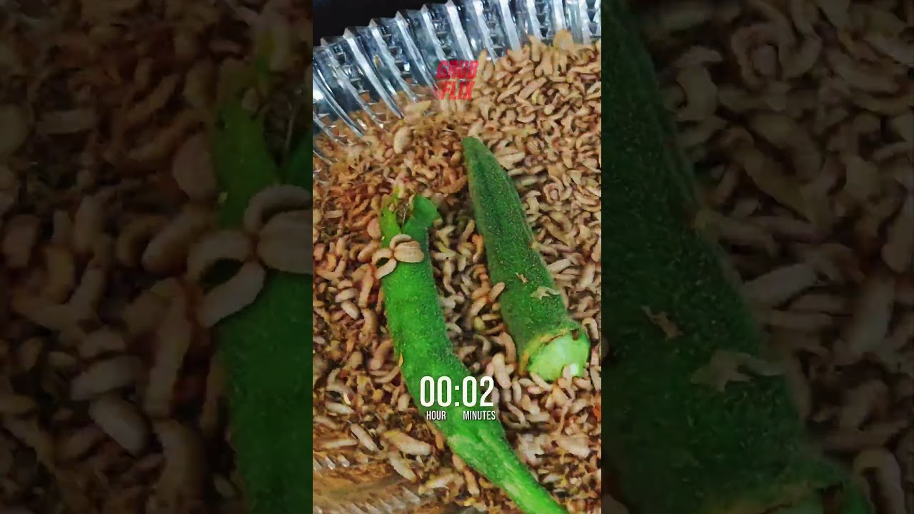 10000 Black Soldier Fly Larvae vs OKRA 🐛🐛🐛 Mind-Blowing Timelapse