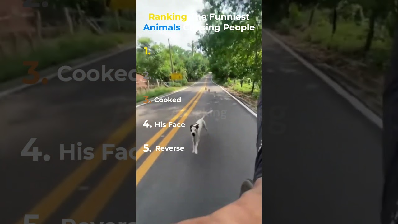 Ranking The Funniest Animals Chasing People