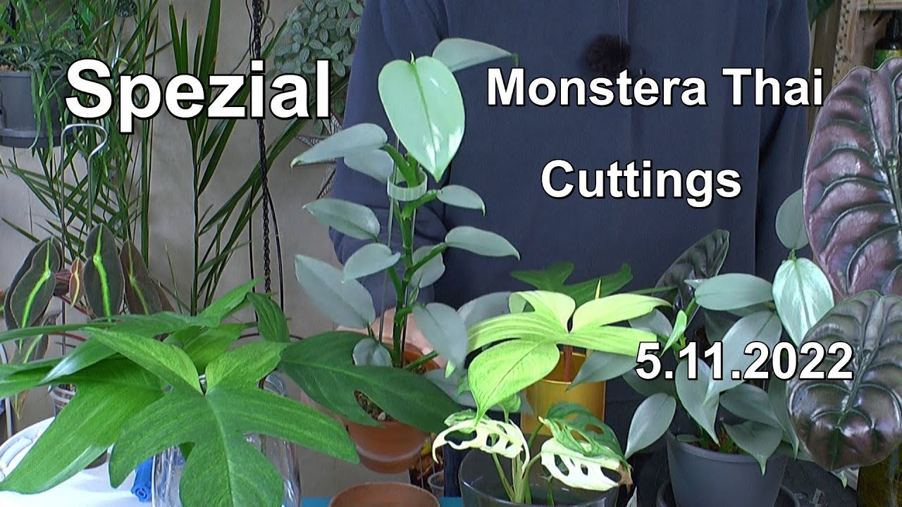 Wie entwickeln sich die Projekte und Monstera Thai Constellation Vermehrung mit Cuttings Neu