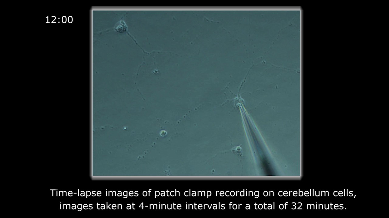 CleverArm Micromanipulator stability timelapse demonstration