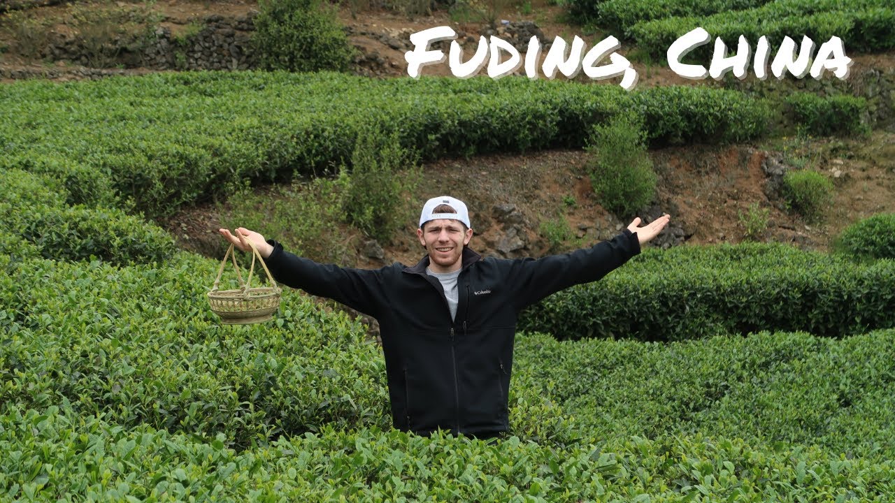 Picking Tea With Locals in Rural China