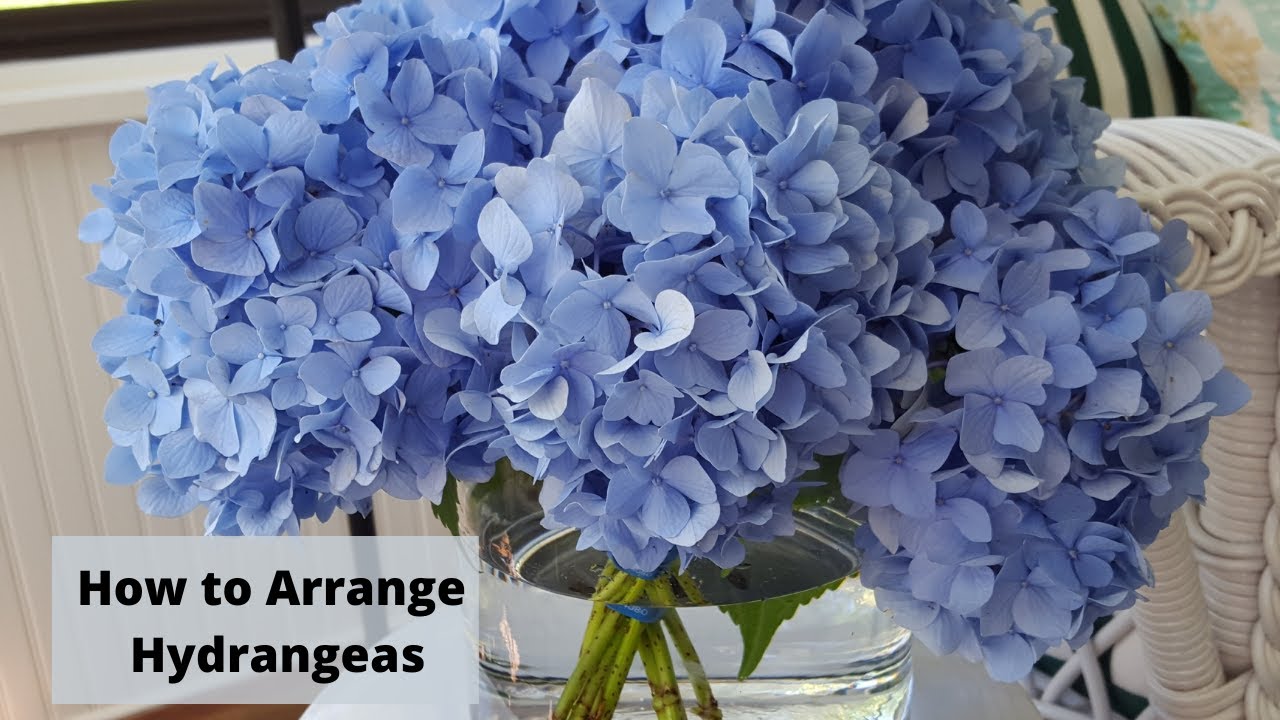 How to Arrange Hydrangeas for BIG Impact