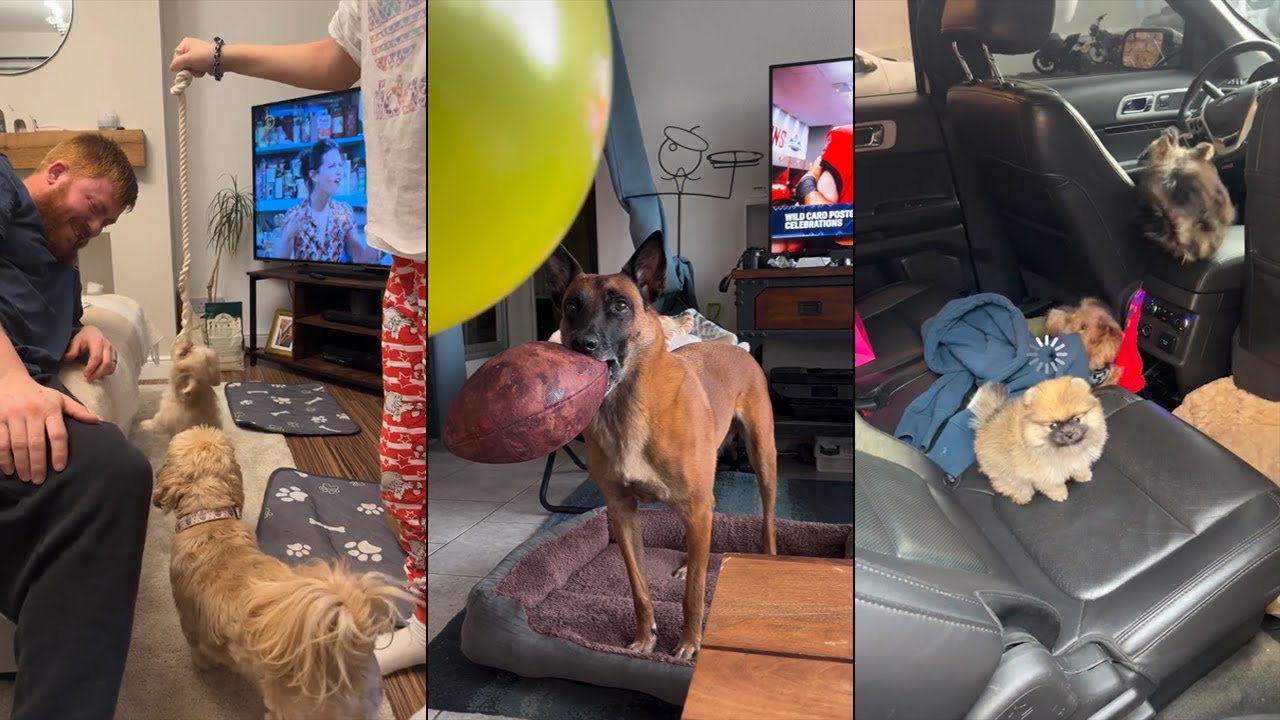 Dogs Doing Funny Things 😂 Best of February 2024