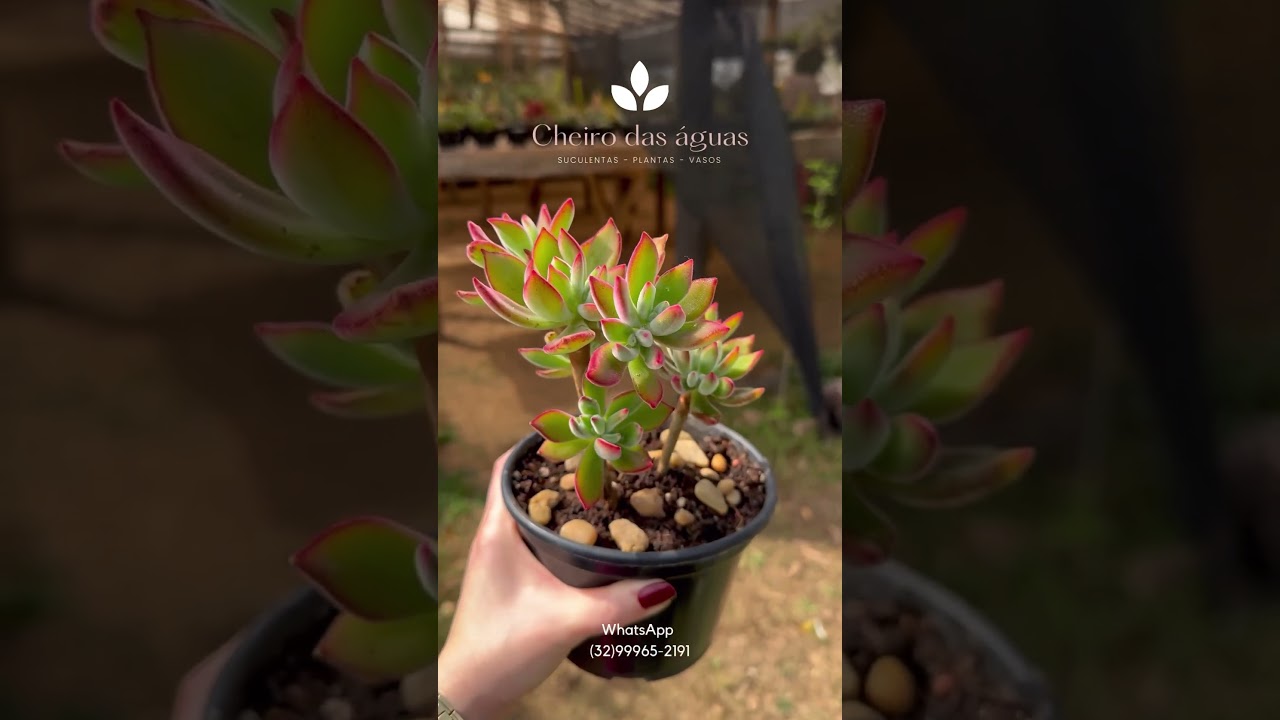 Suculenta com caule Echeveria Pulvinata Ruby &hearts;️🏡💚 #bomjardimdeminas #suculentas #pulvinataruby