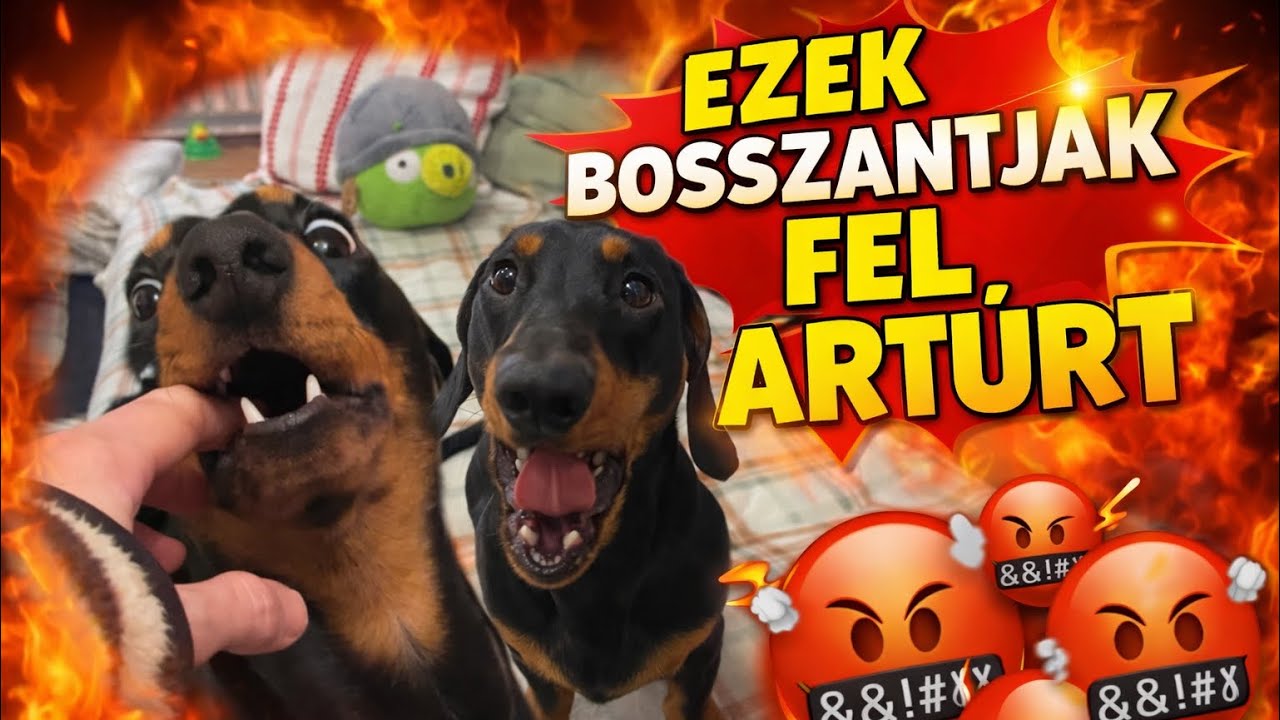 Ezek a dolgok bosszantják fel Artúrt 🥵🤣🐶 