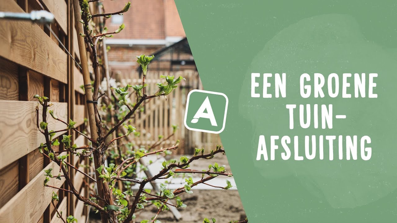 Maak je tuinafsluiting groener met klimplanten I Angelo Dorny