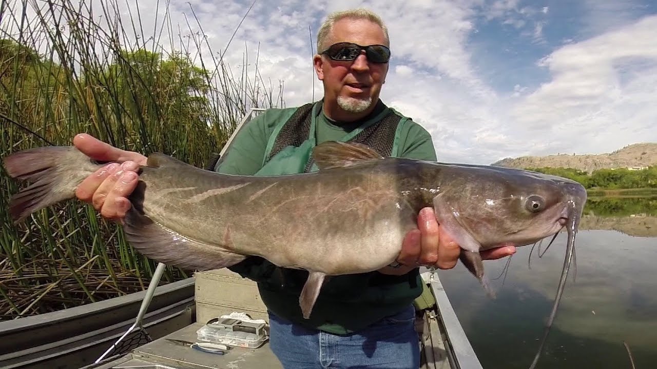 Channel Catfishing in Washington