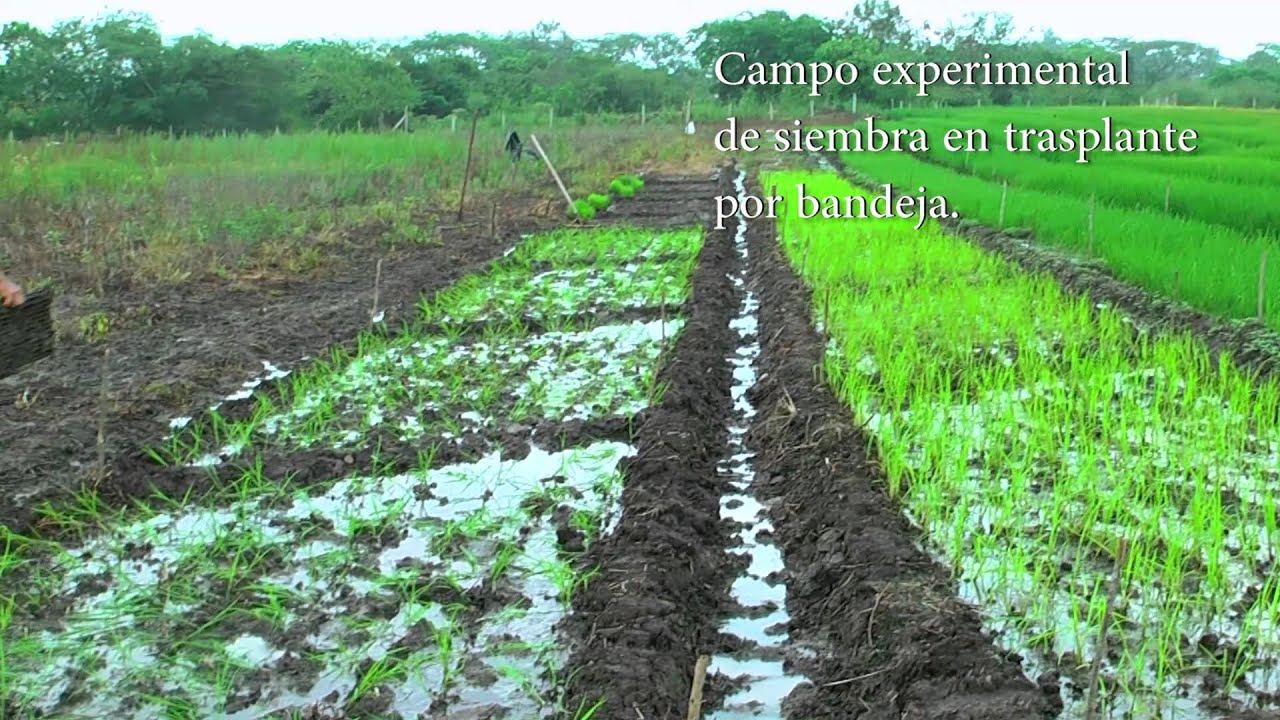 Metodo de Transplante para Cultivos de Arroz