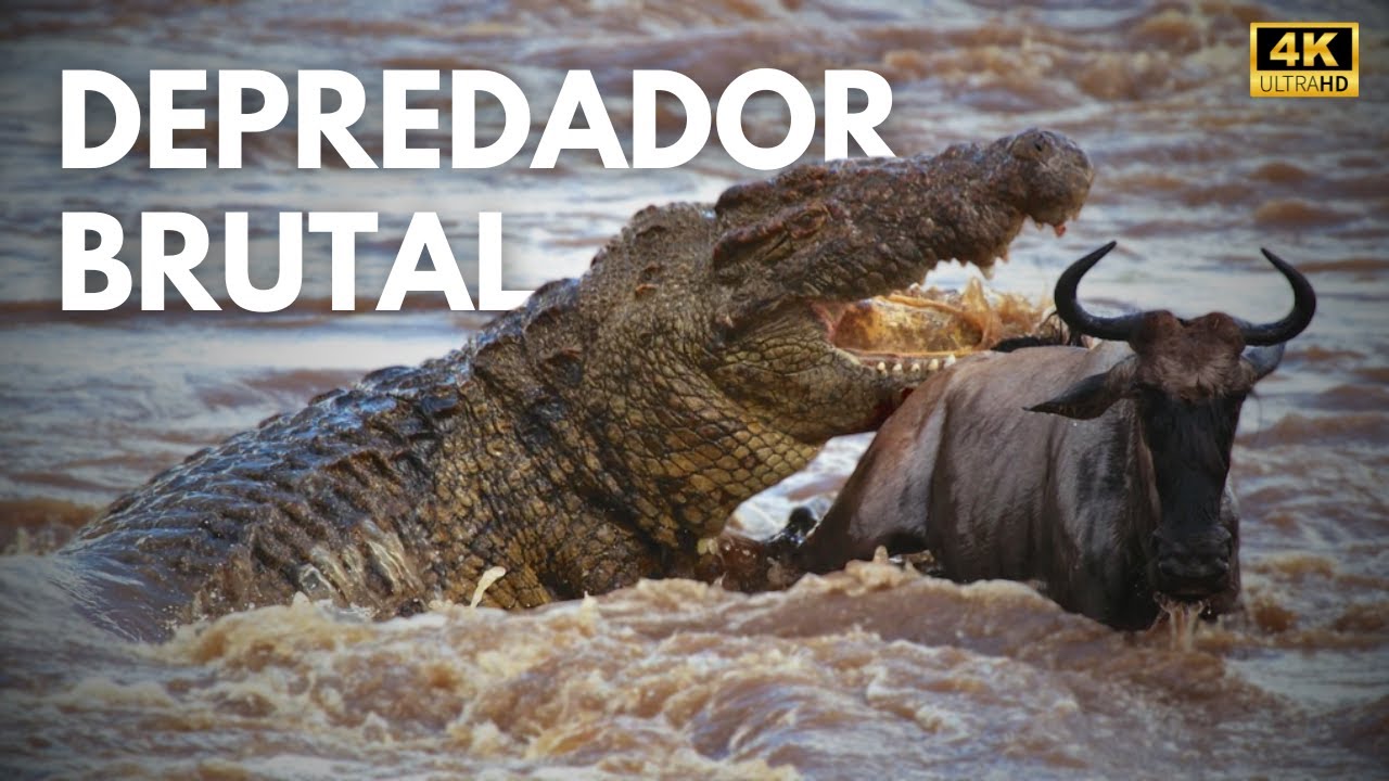 DEPREDADOR INVISIBLE - El Arte Mortal del Cocodrilo del Nilo | Documental Animal