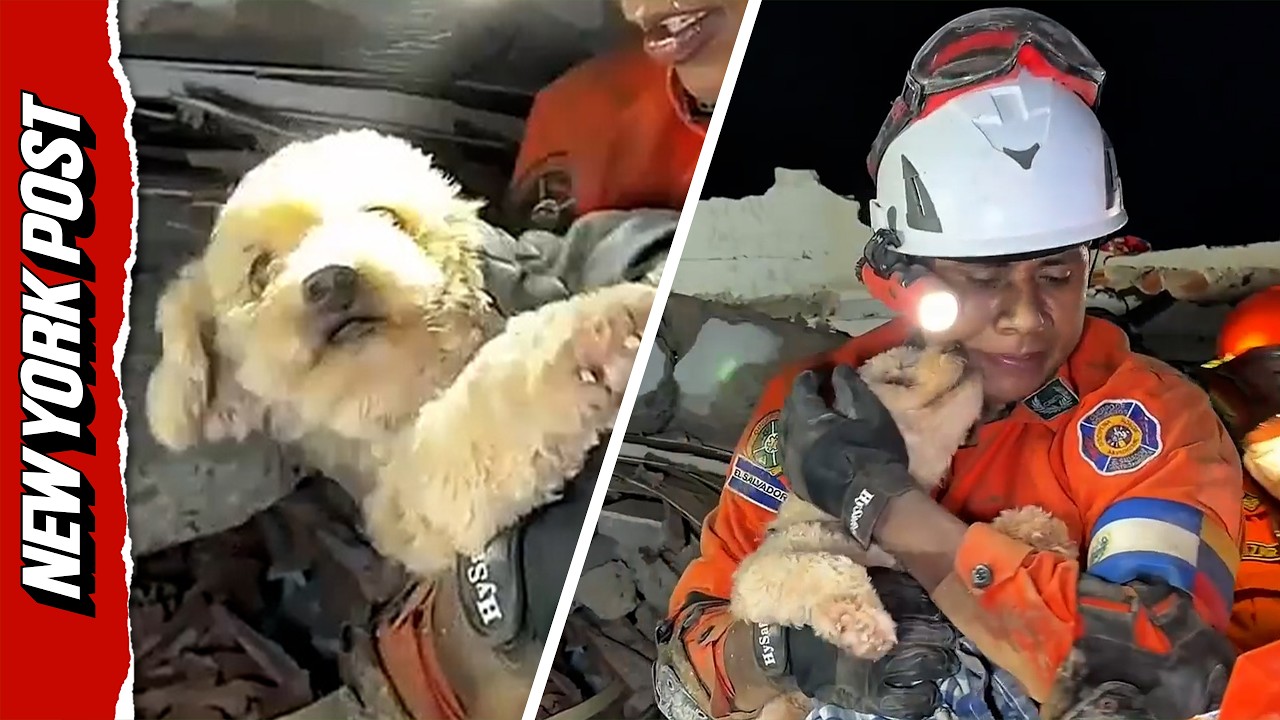 Extraordinary Moment Dog Saved From Collapsed Building After Venezuela Earthquakes