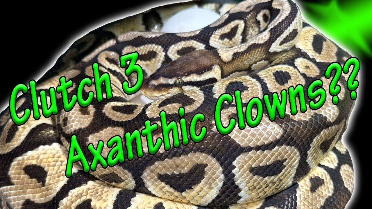Clutch 3 Axanthic Clowns??