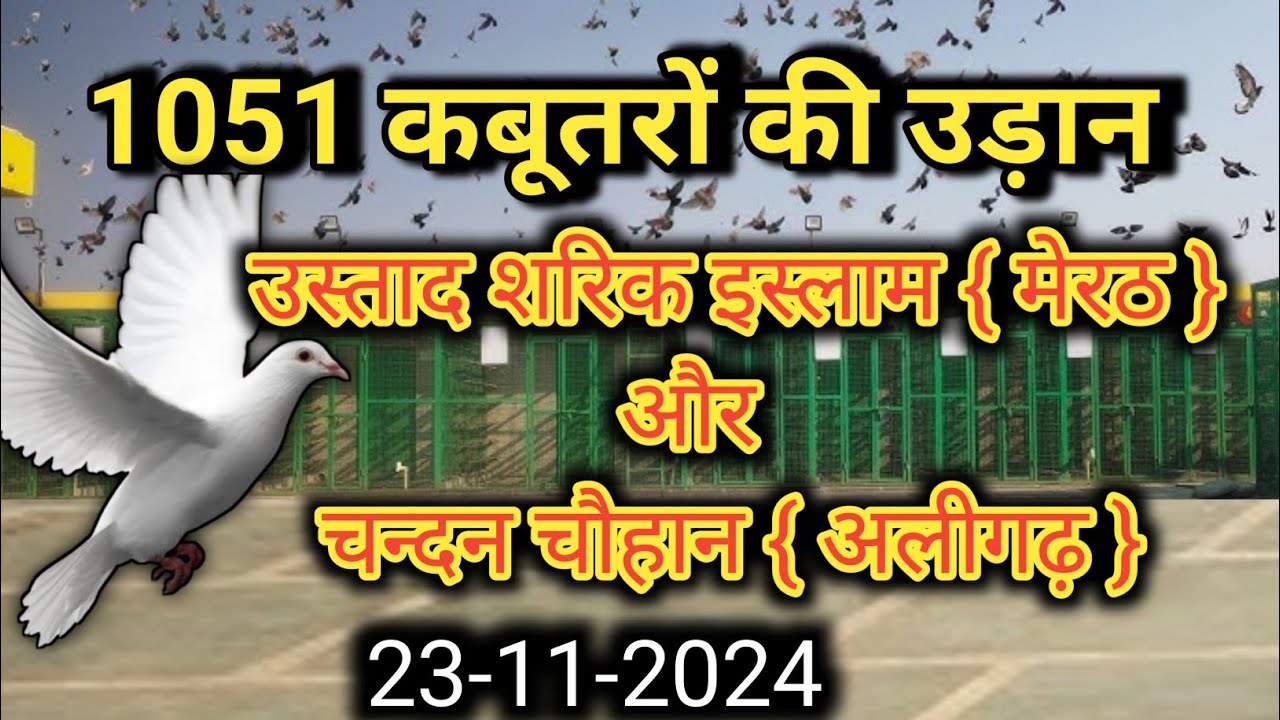1051 कबूतर की बाजी की Update  [ शरिक इस्लाम मेरठ ] #1051 kabootar ki udan #1051_kabootaro_ki_udan