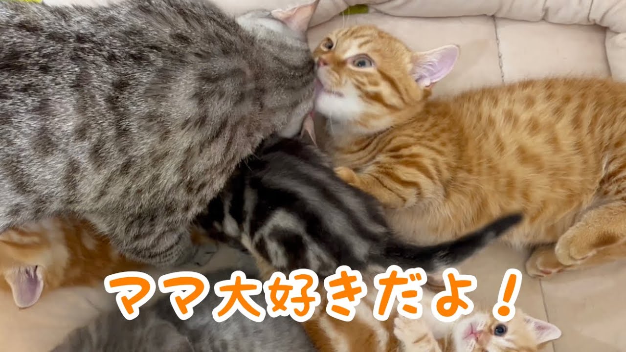 子猫のぽちゃくんには愛しかない！！
