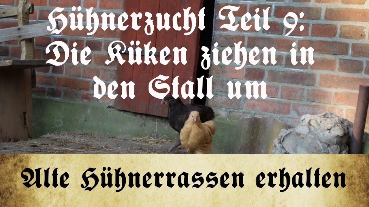 Zucht alter Hühnerrassen - Teil 9: Umzug der Küken in den Stall