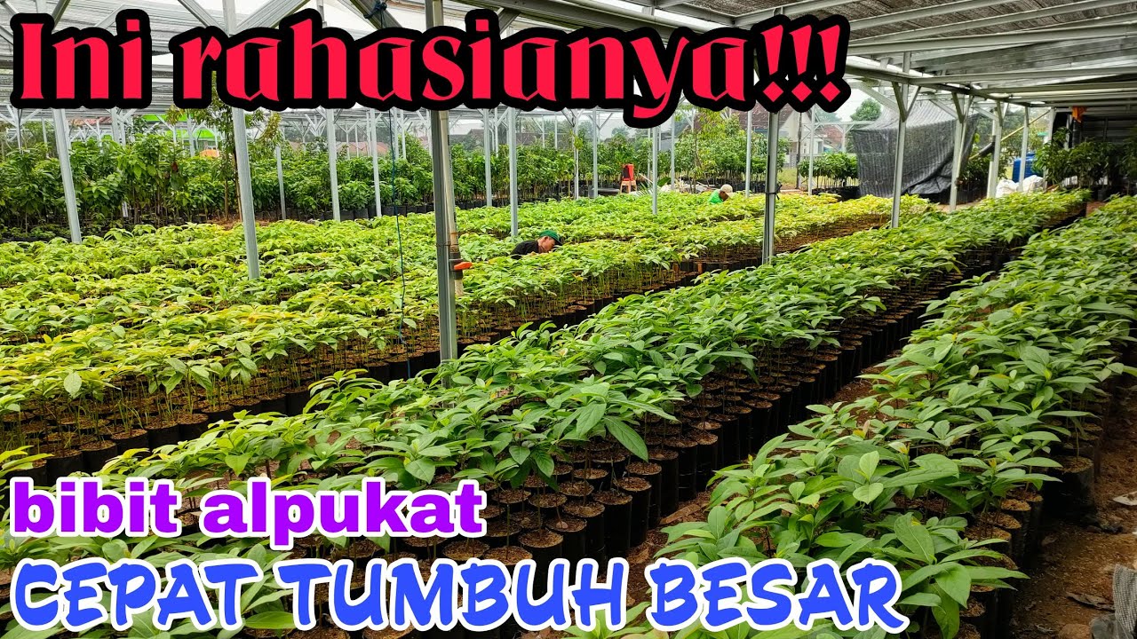 RAHASIA BIBIT ALPUKAT CEPAT TUMBUH BESAR DALAM POLYBAG